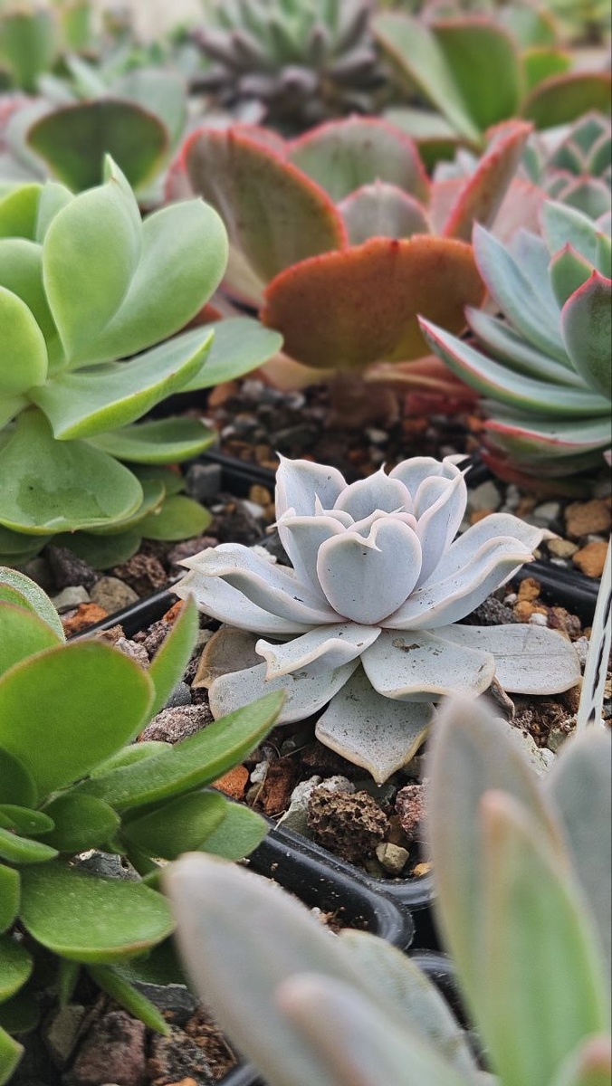 Echeveria Lilacina / Эхеверия Лилацина. Sunny kid | Succulent