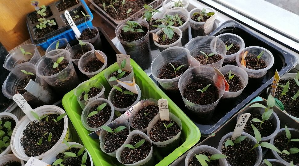 Что уже можно сеять в феврале на рассаду и в какие дни лучше всего это делать