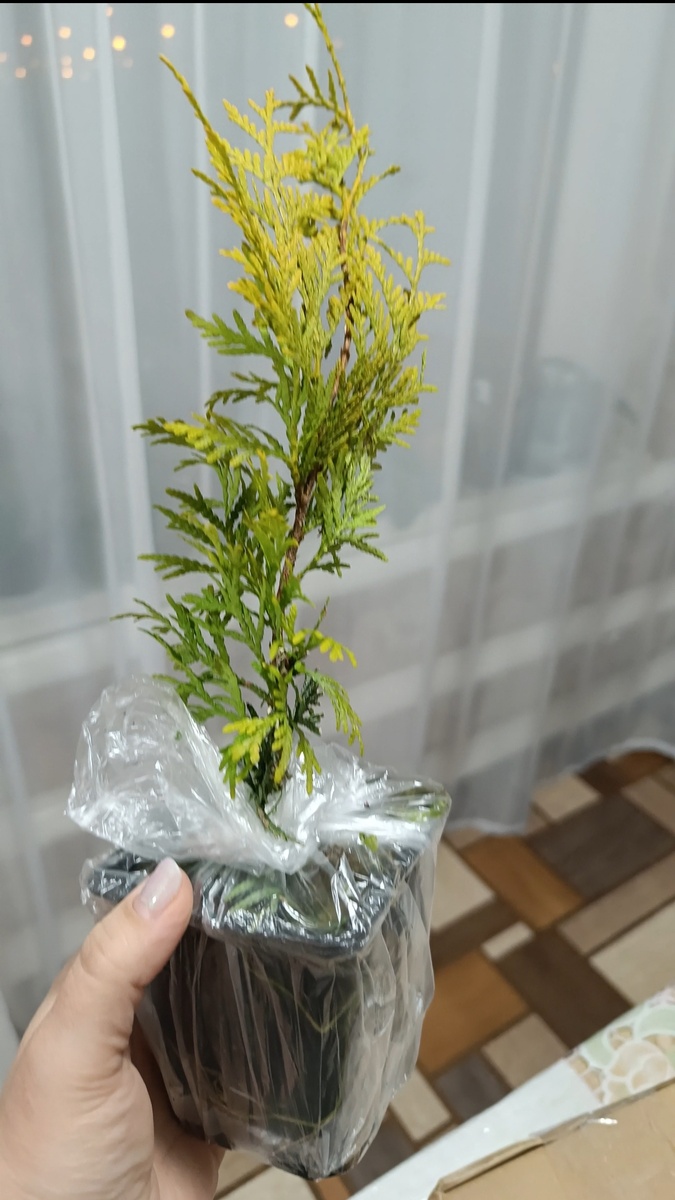 Туя западная Голден Брабант 