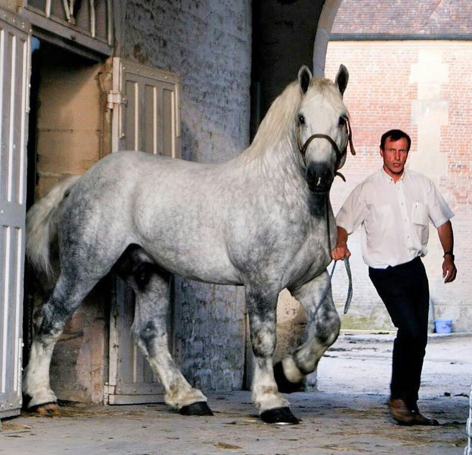 В каждом виде есть своя красота и стать. Но лично меня больше всего цепляют лошади породы Першерон 