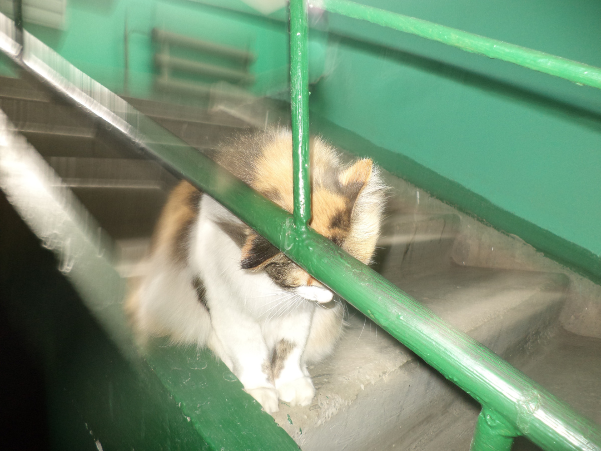 Цвета приложила лапу и мысли к липитициям)