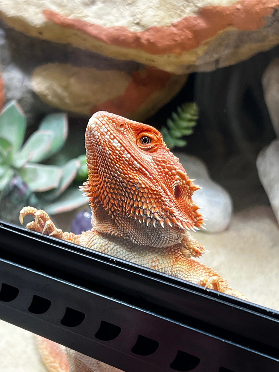 Потом попросился гулять 