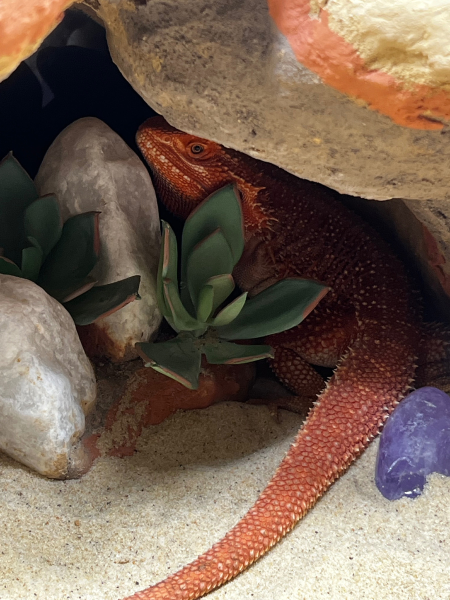 Как проснулся залез в норку