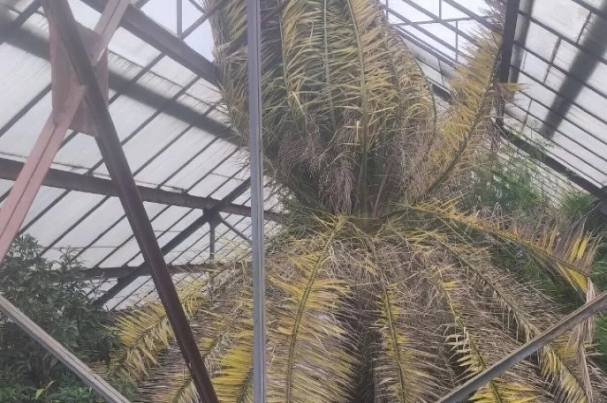    Пальма доросла до кровли