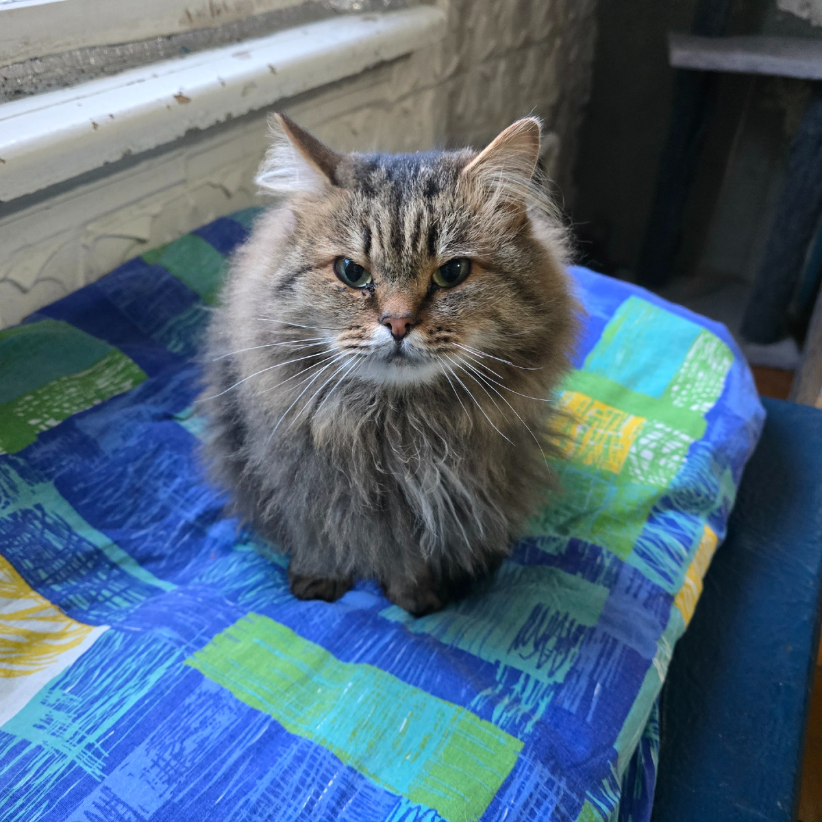 пушистый взгляд полон тоски надежды