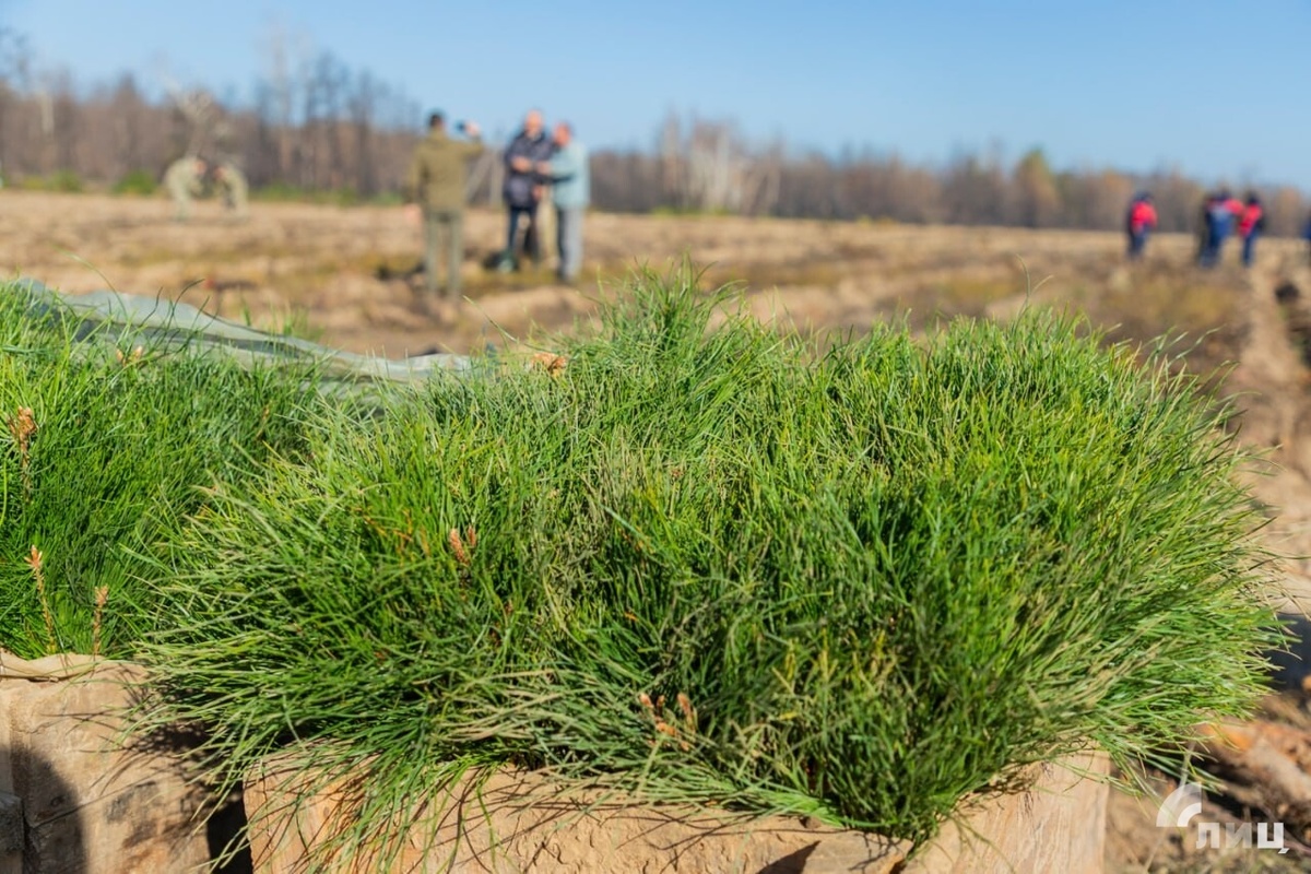    Фото: Луганский Информационный Центр/Дарья Чмирова