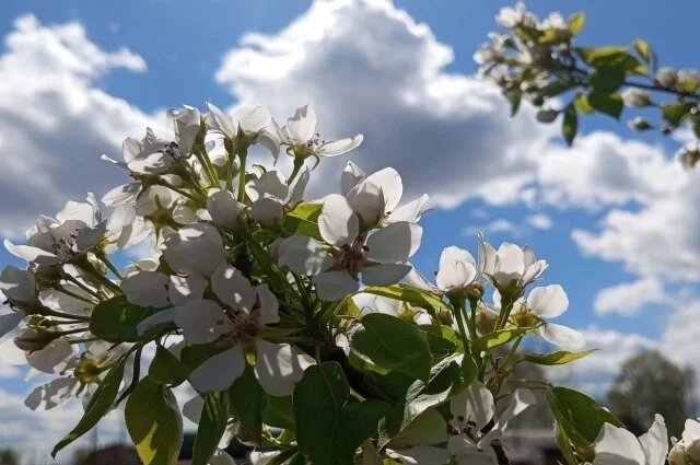    Будет ли ранняя весна в Омске 2026?