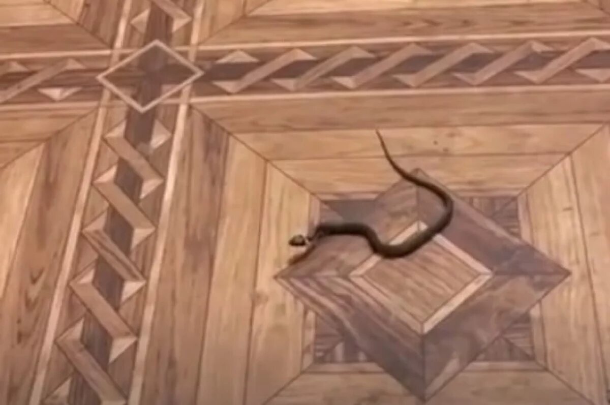    Жительница Плюссы обнаружила у себя дома ужа