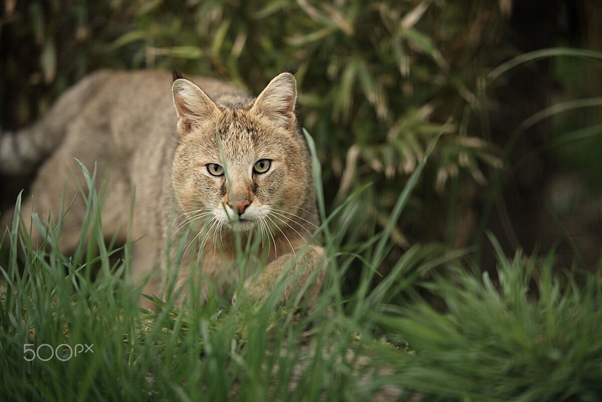 Вот он какой, камышовый кот! Большой, живет в зарослях