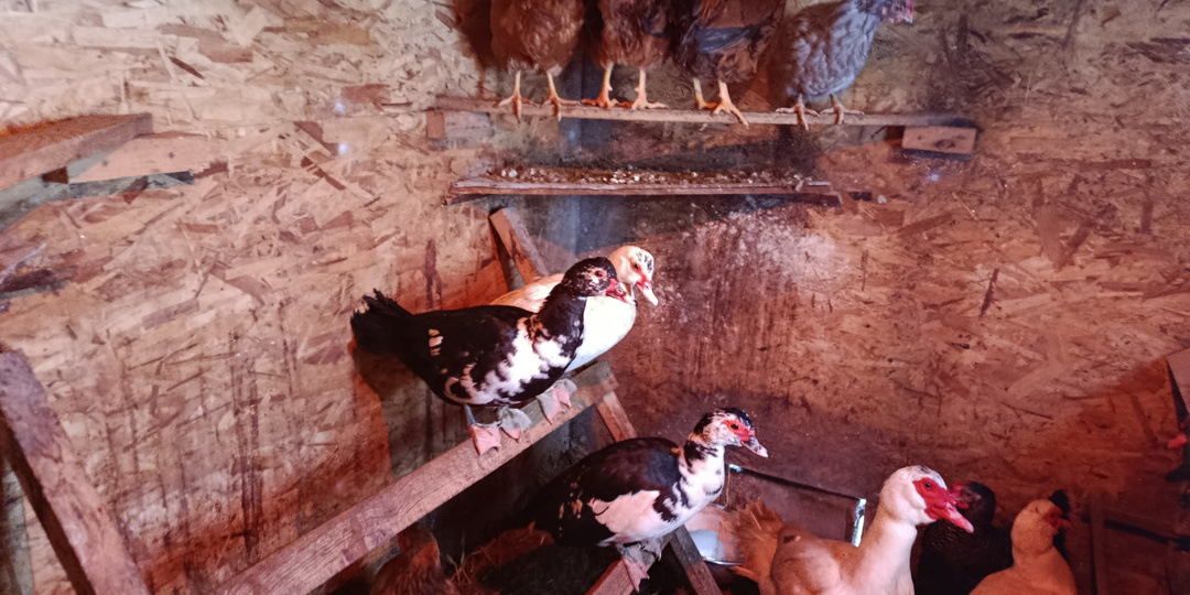 Разведение индоуток - мой опыт . Часть 1 - вывод под наседкой.