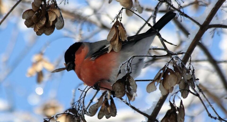    личный архив Константина Кошелева