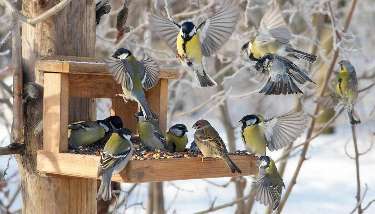 Собралась ватага синиц и воробьёв.