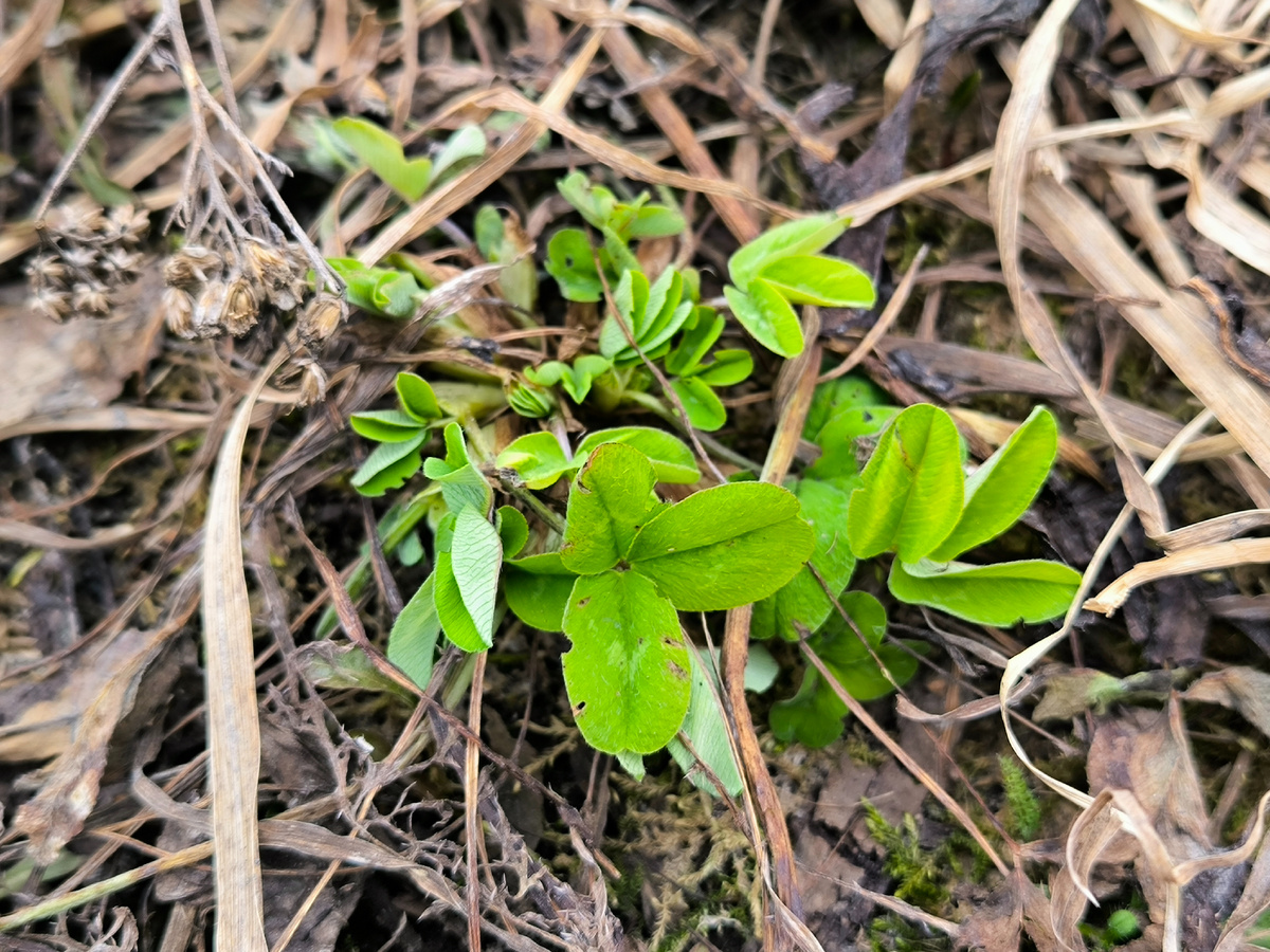 Первый смелый клевер проснулся