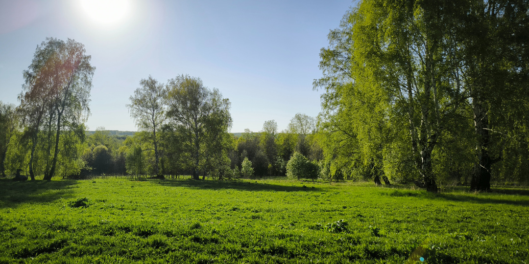 Грибной сезон 2025. Часть I