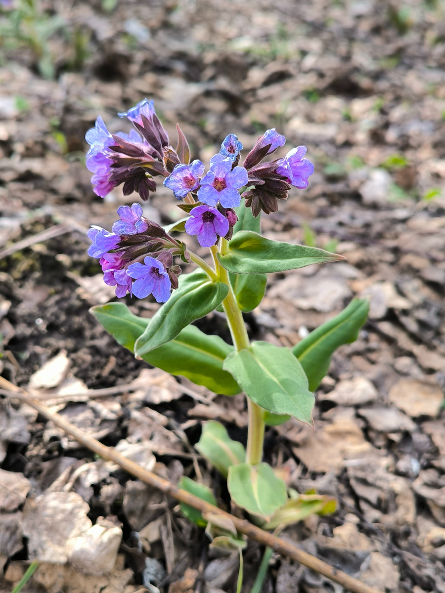 Вертикальные снимки отдельно. Медуница в апреле