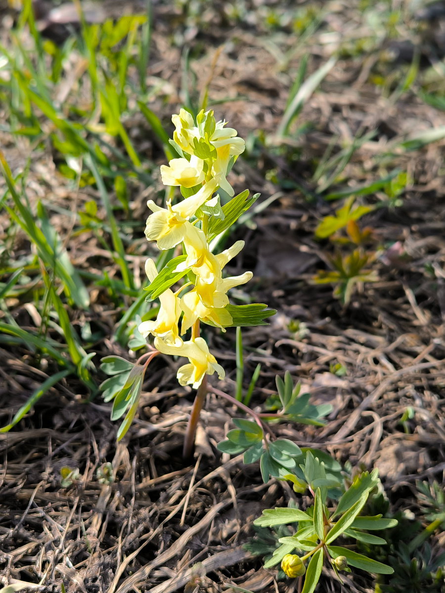 В те же дни первая хохлатка