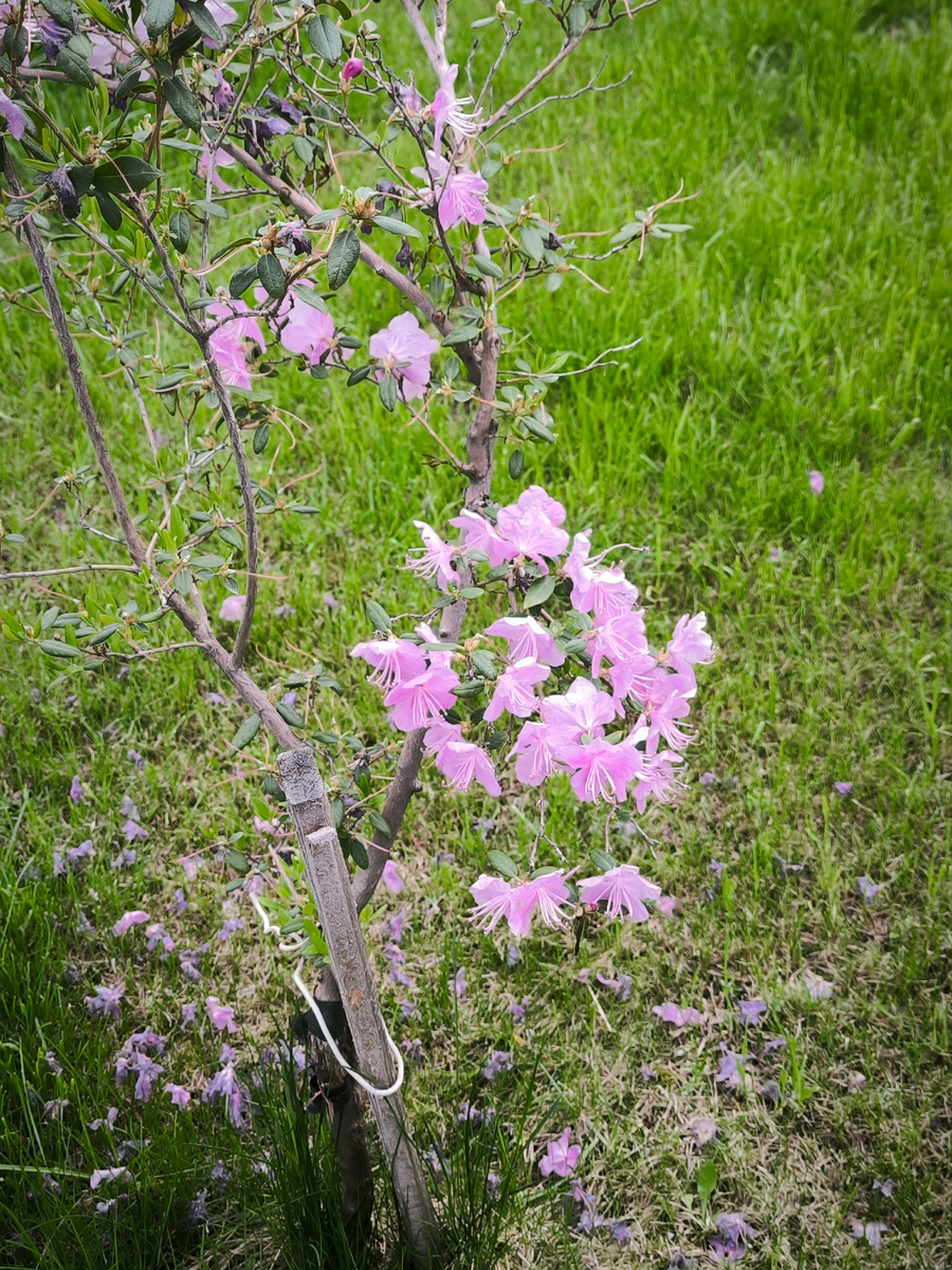 В мае в городе расцвёл рододендрон, привезённый с Алтая