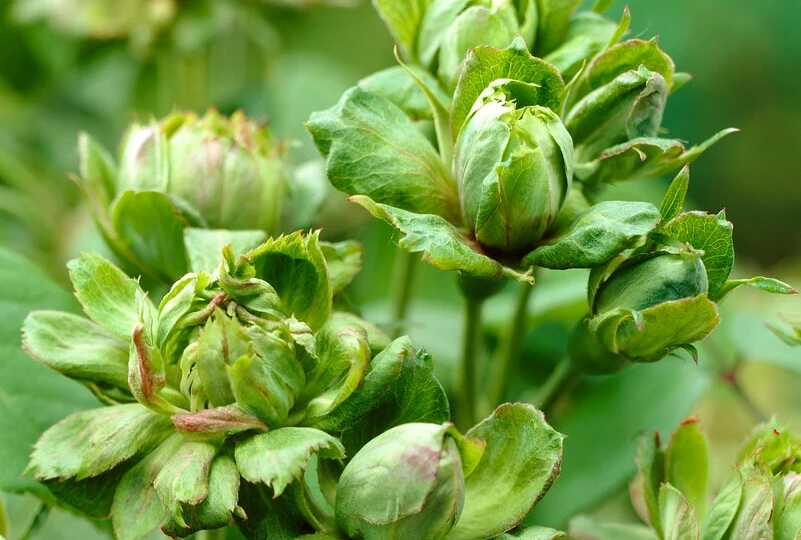 Знакомьтесь: Rosa Viridiflora. Пожалуй, самый странный представитель своего рода
