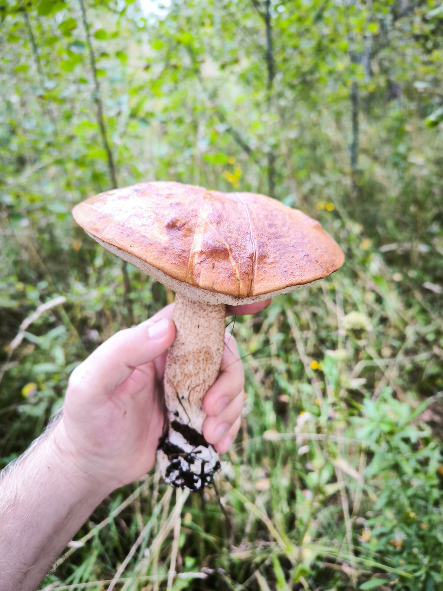 Начну с портретов. Красный подосиновик