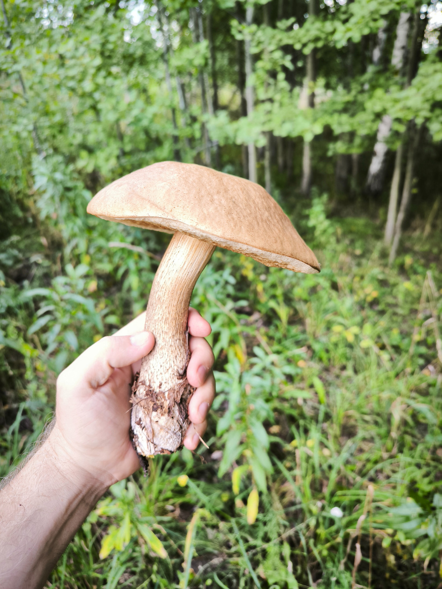 Подберёзовичек