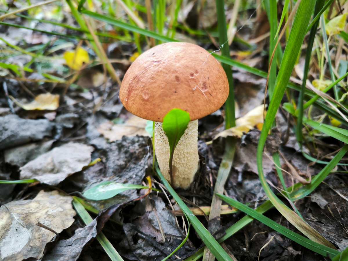 Ах! Подосиновичек!