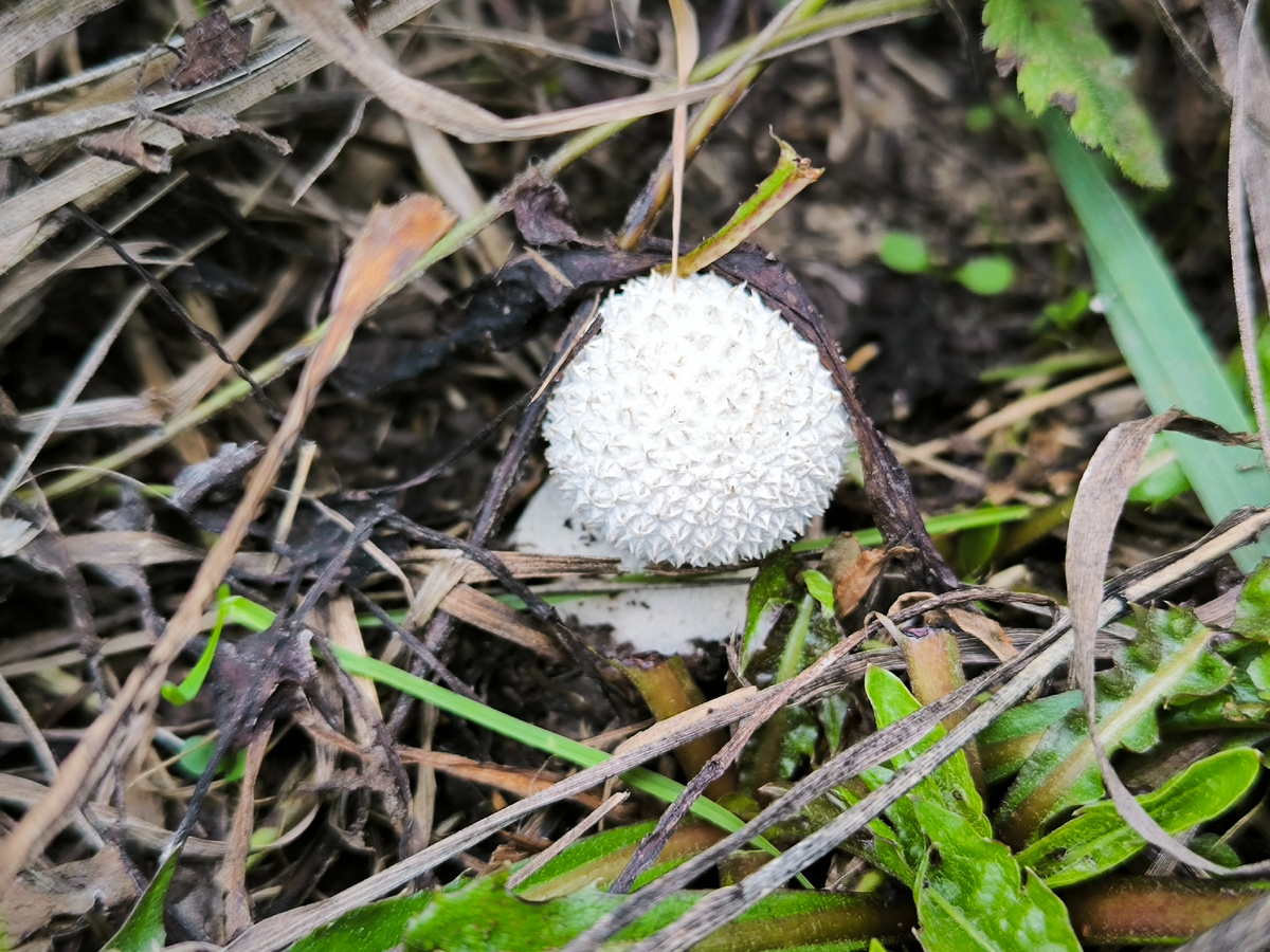 Дождевичок