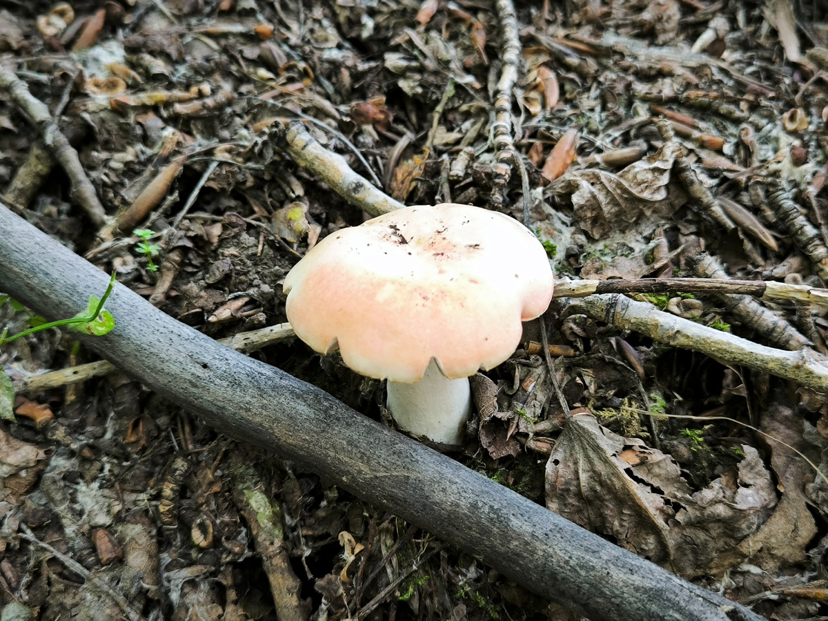 Сыроежечка симпатичная