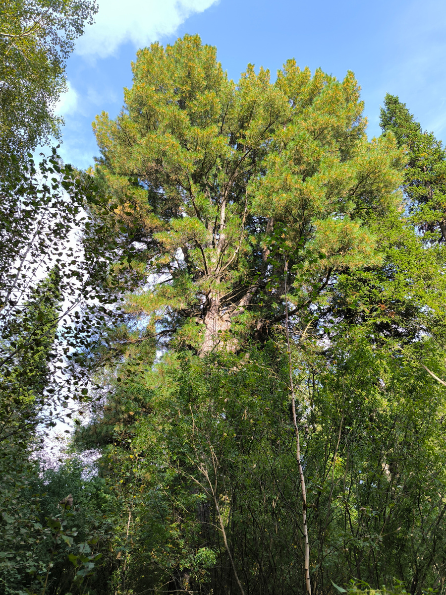 Таёжный господин - кедр