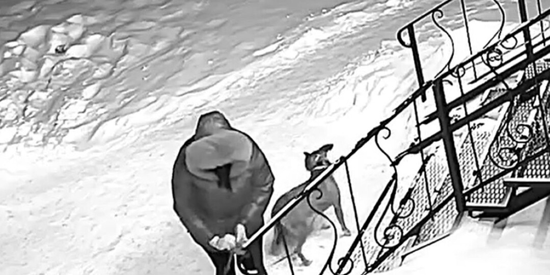 В Калуге женщина оставила щенка на морозе, животное погибло после ДТП