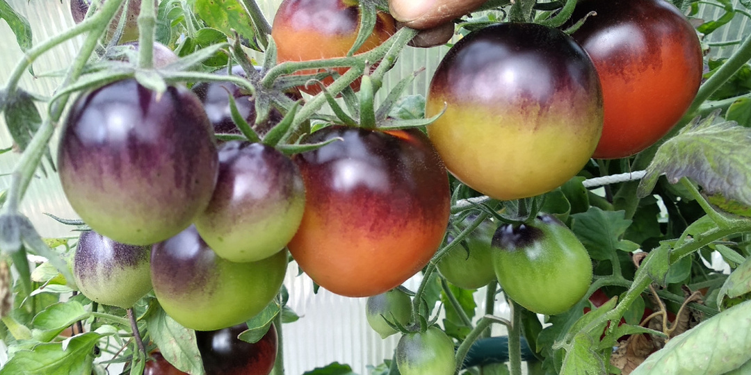 Томаты - выбор сорта