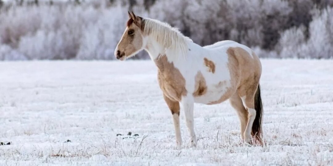 Жеребёнок вышел к людям по следам после 6 дней скитаний под Омском