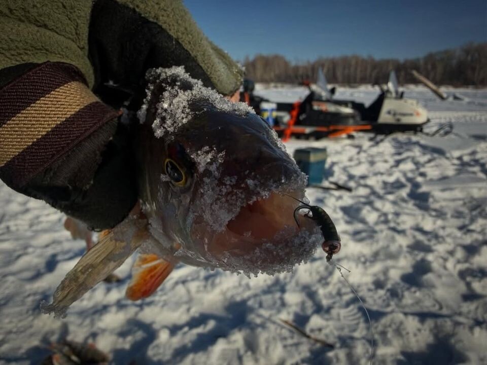    Уловы алтайских рыбаков. Источник: Николай Ерохин, vk.com/fishmen_altai