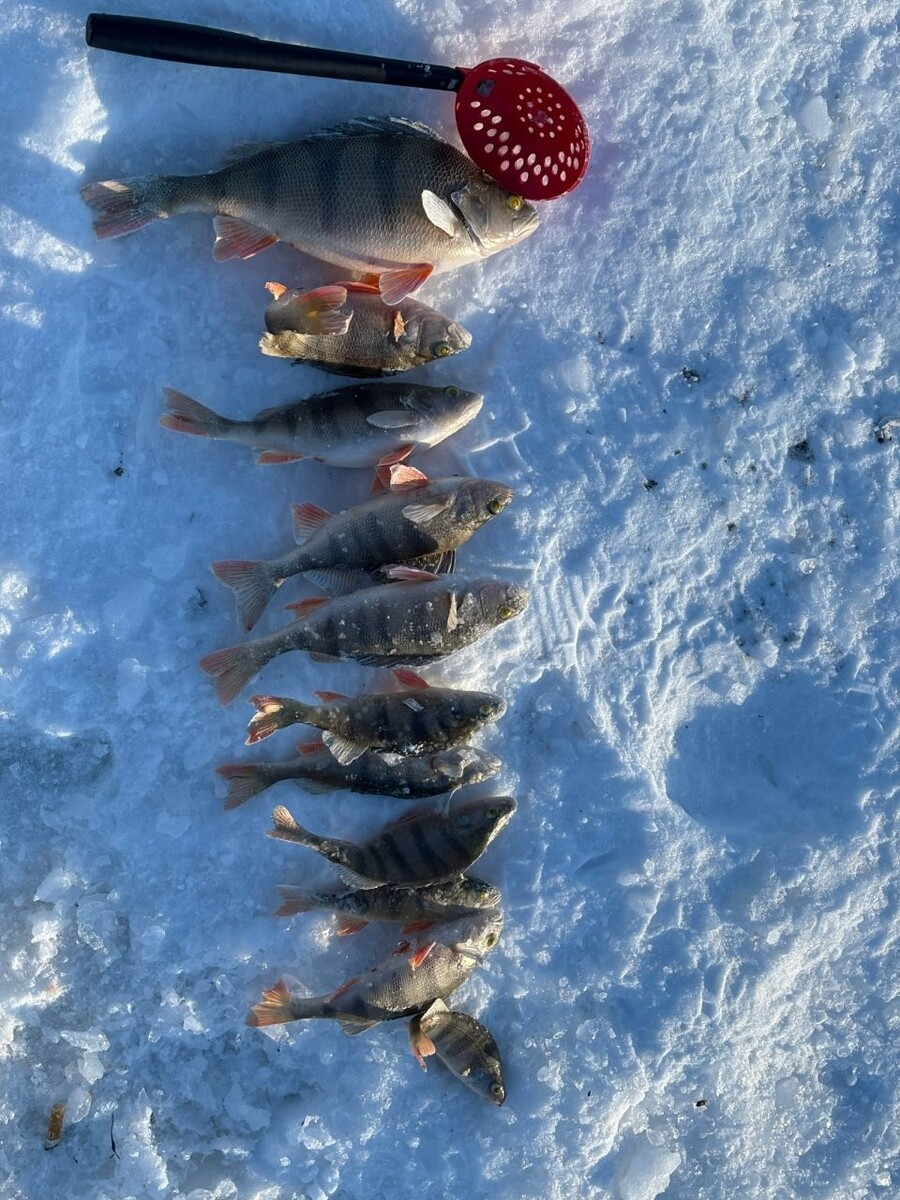    Уловы алтайских рыбаков. Источник: Денис Фальман, vk.com/fishmen_altai