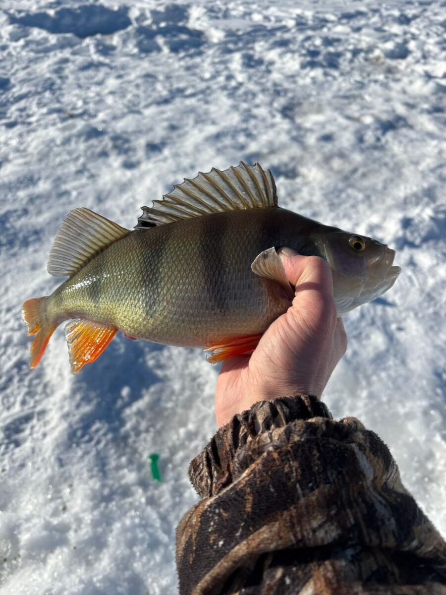    Уловы алтайских рыбаков. Источник: Денис Фальман, vk.com/fishmen_altai