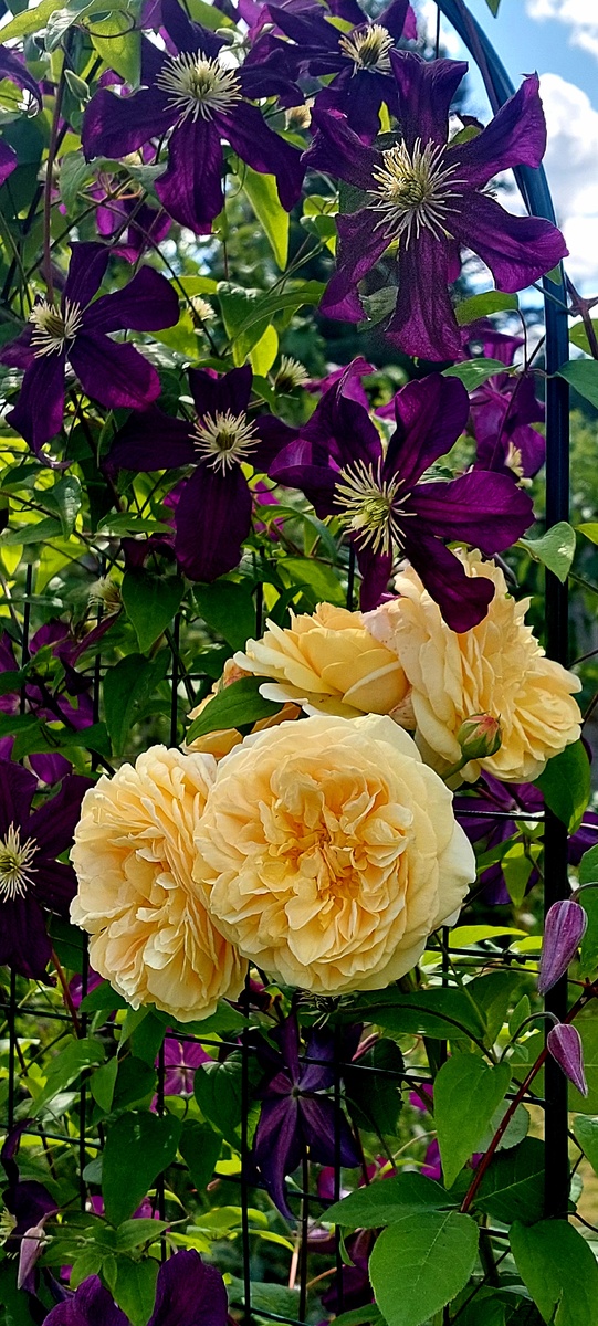 У меня вот роз на арке нет. Зато есть роза у шпалеры. Тизин Джорджия. "Остинка"