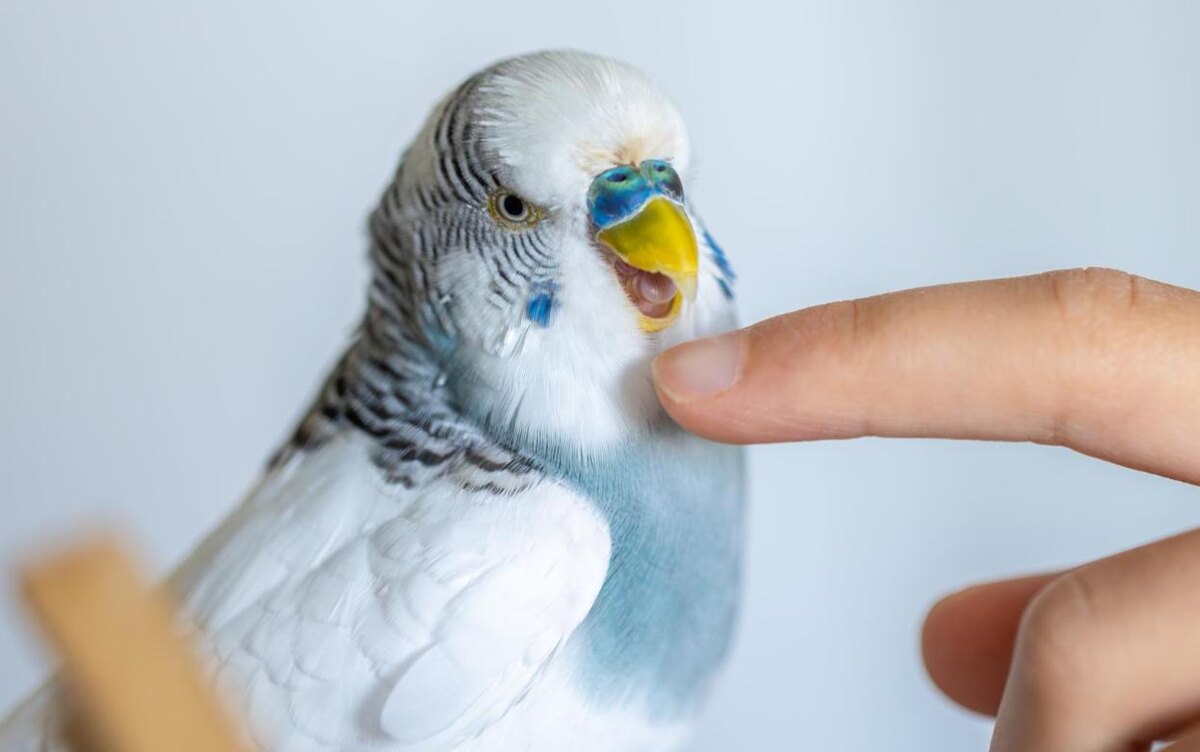    Клетка для попугая: какую выбрать, чтобы птица не болела и не нервничала