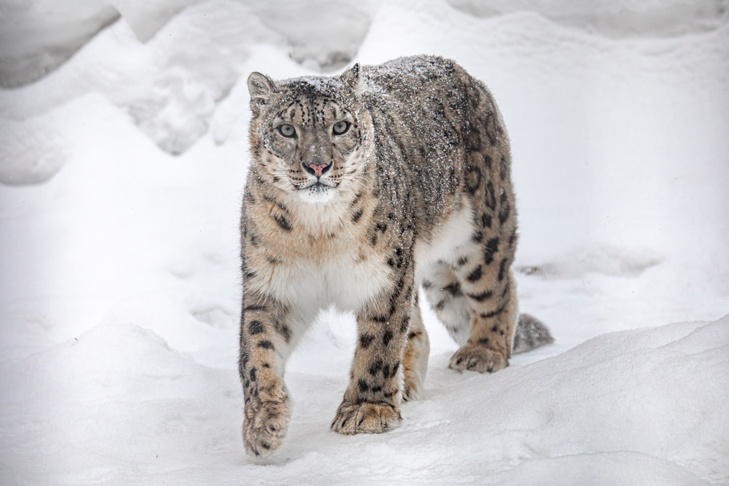    Фото из ТГ-канала Новосибирского зоопарка