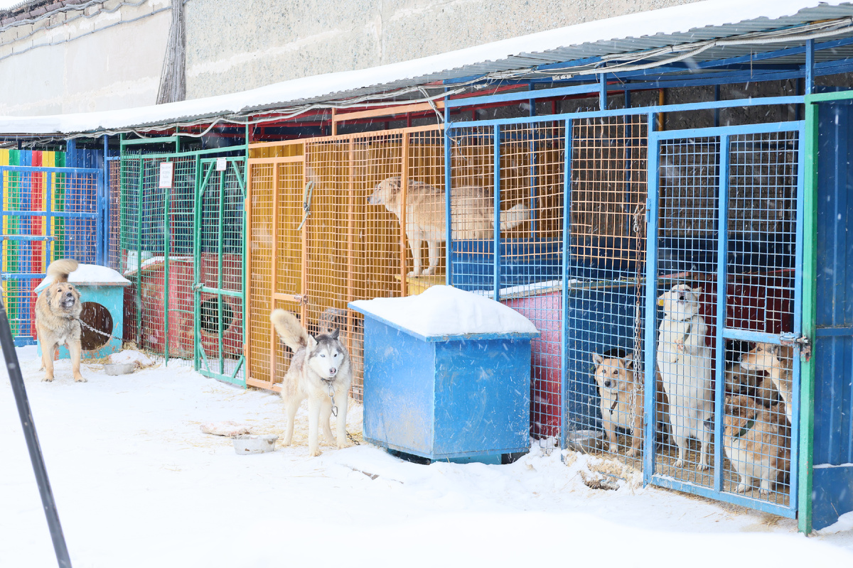 Животных прийдется выпустить и инвалидов на двух лапах и без глаз ТОЖЕ!