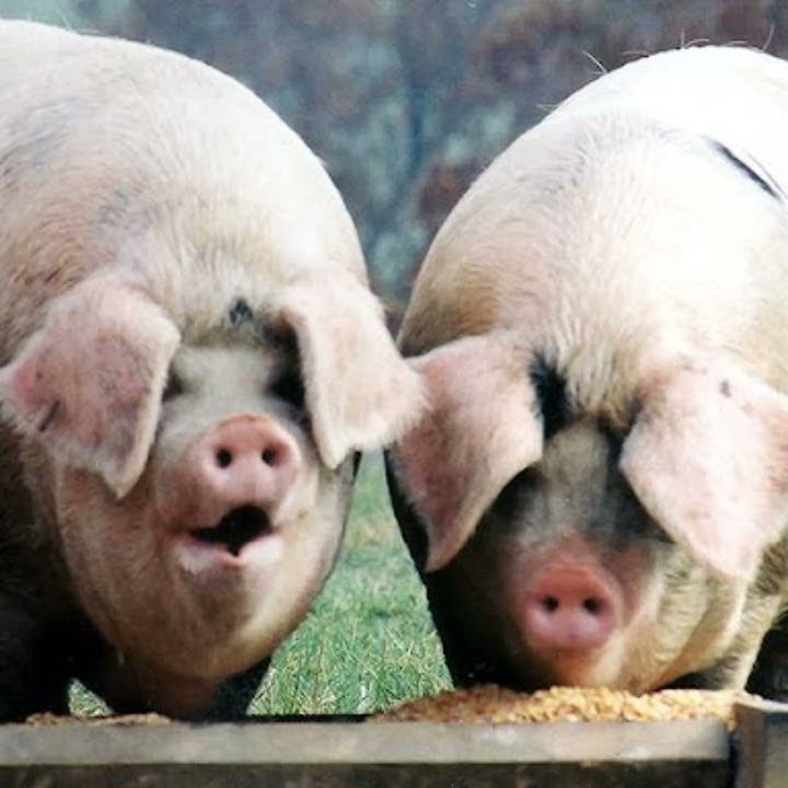 Вы вероятно подумали, это иллюстрация к словам Илона Маска? Вы ошиблись.