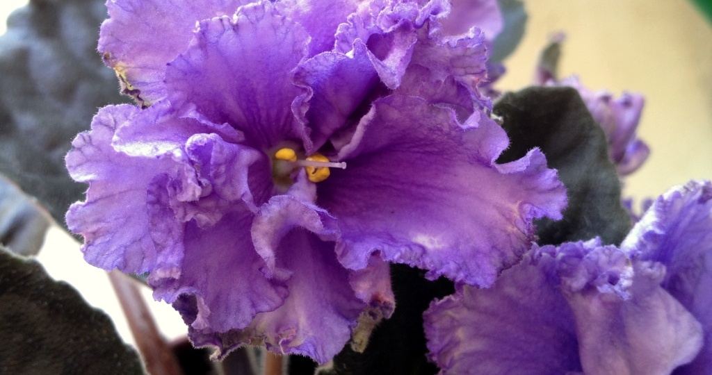 Как разбудить фиалку: 5 рабочих приёмов, после которых она снова цветёт 🌸