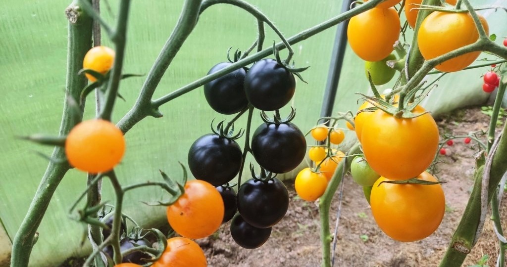 Впихнуть невпихуемое: Как посадить в одну теплицу 64 сорта помидоров?