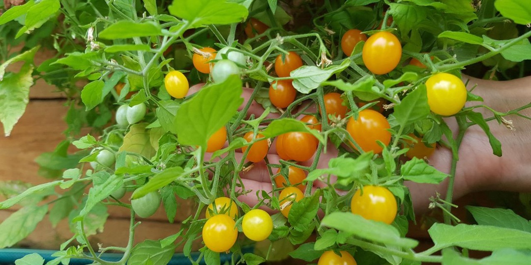 ЯГОДНЫЕ ТОМАТЫ