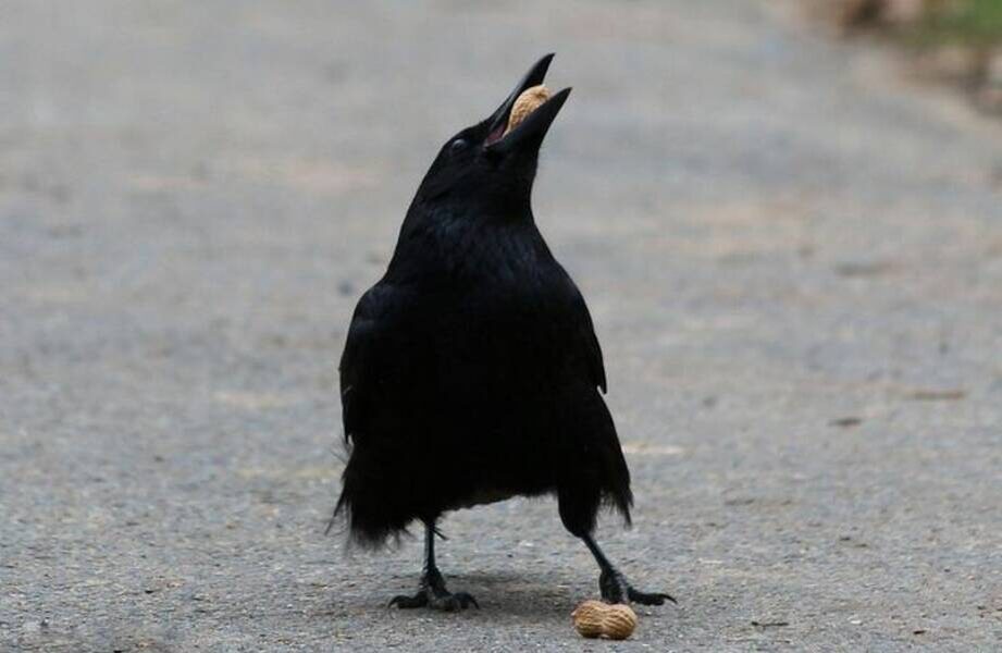 Японская ворона 