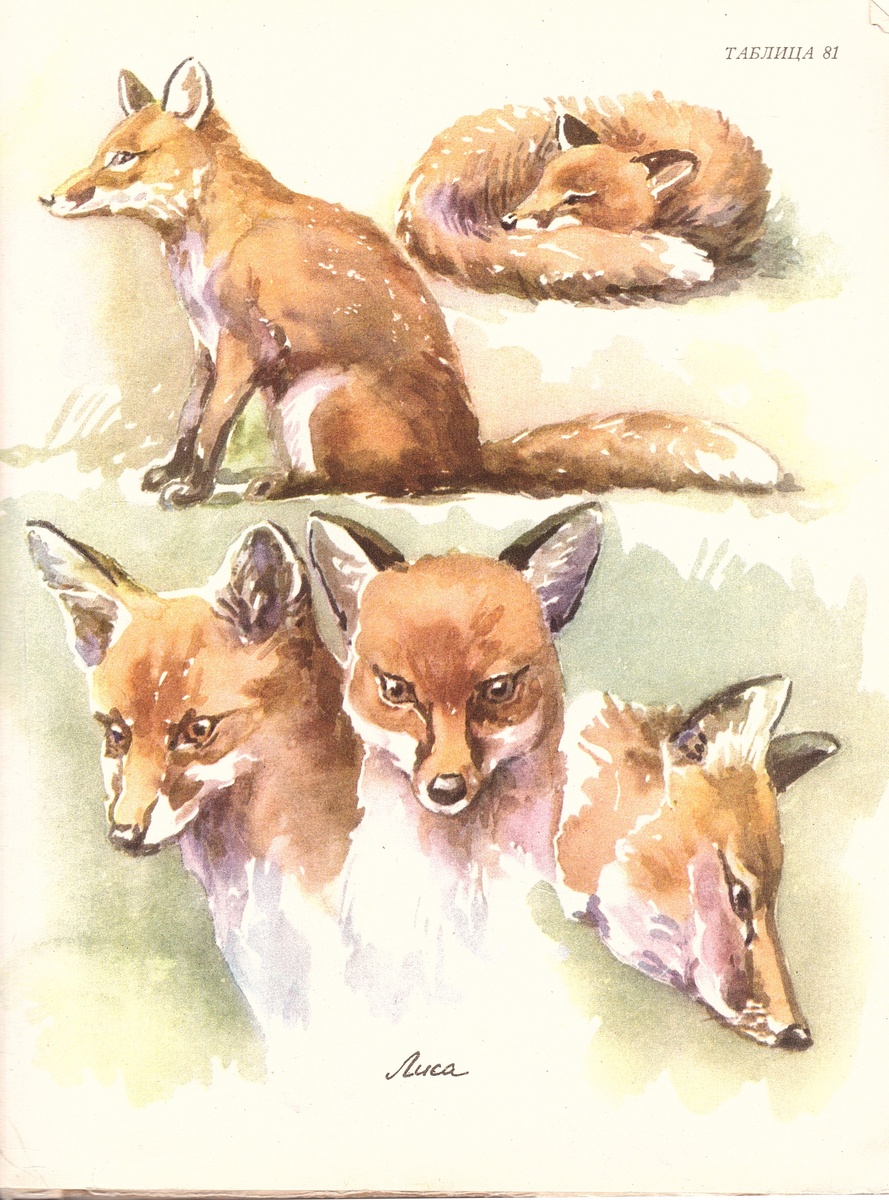 .Автор всех работ - Ян Соколовский