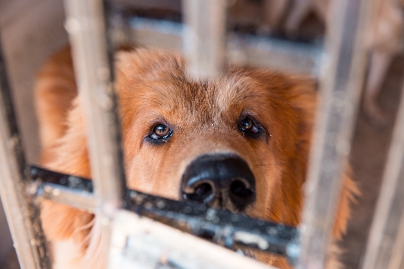 Счастливый финал: в Омске пёс, едва не замерзший насмерть, обрел новую семью