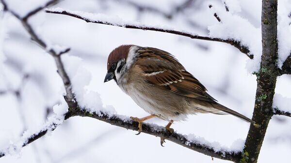    © Sputnik / Александр Вильф