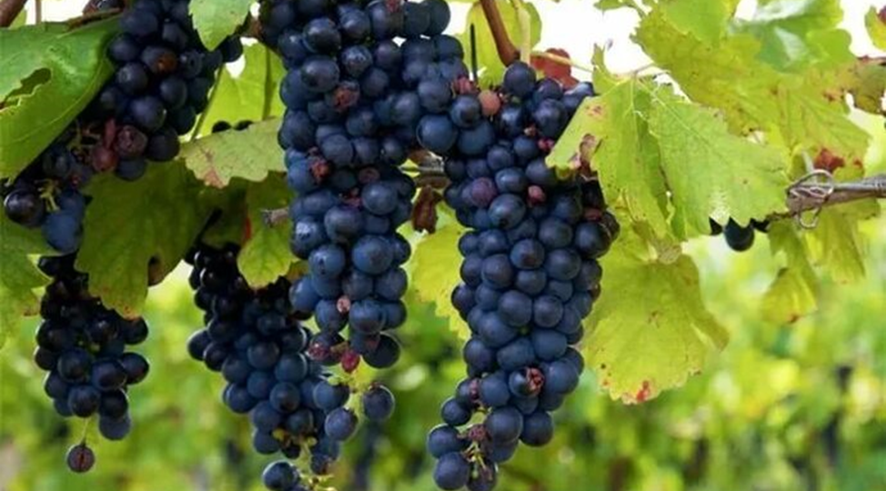 Зачем нужна «Изабелла»? Что можно из неё сделать?