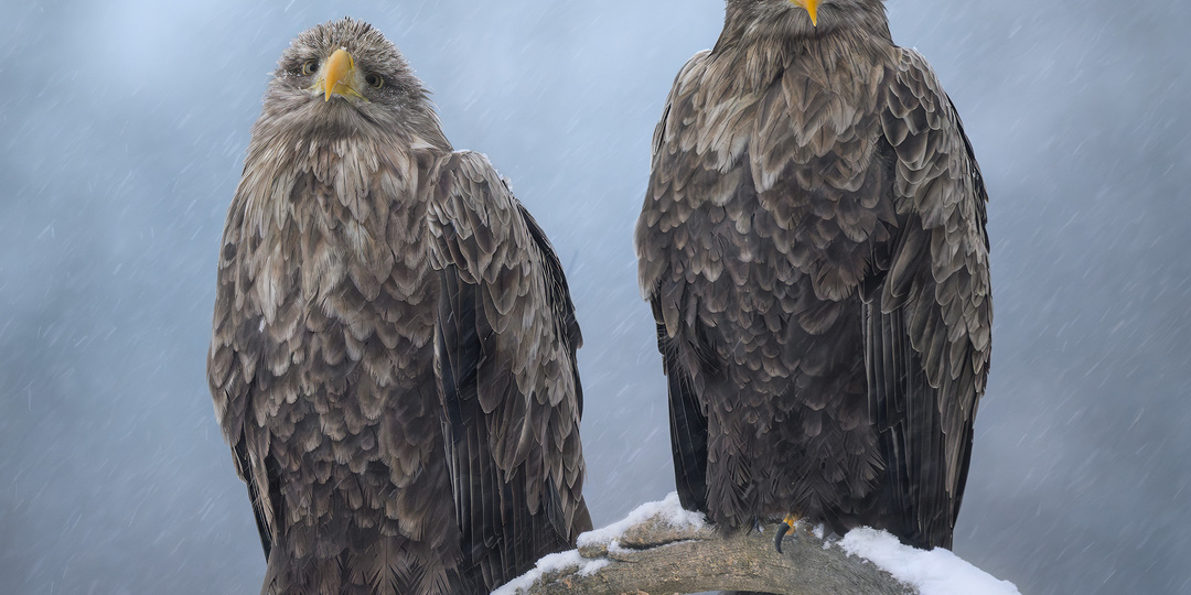 Апофеоз зимы и уникальные встречи с пернатыми хищниками. Фотографии птиц - поездка в Беларусь. (часть 3)
