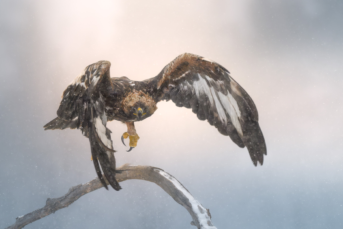 Выпустить шасси!