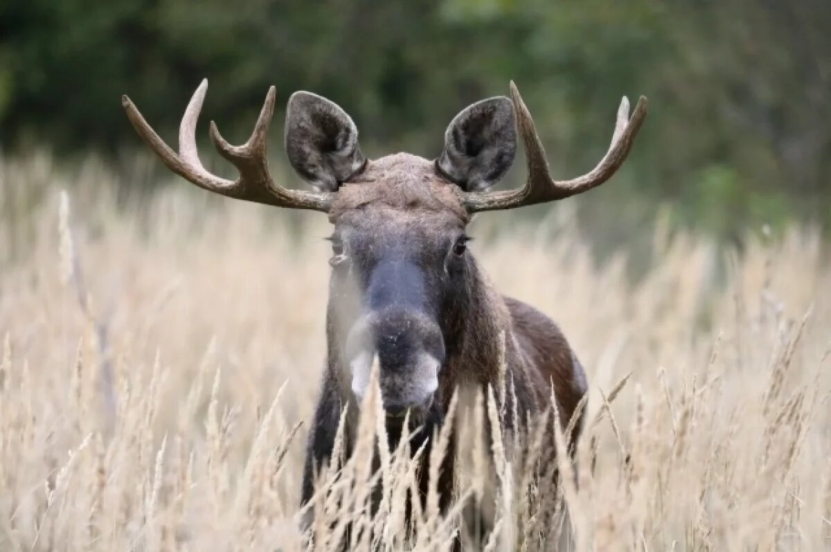    Нацпарк «Самарская Лука» повысил тарифы на платные услуги